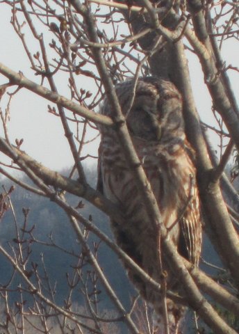 Photo of the owl outside Main, by my colleague Lise Kildegaard.