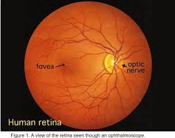human retina