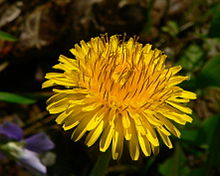 220px-DandelionFlower