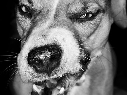 snarling_dog-427x320