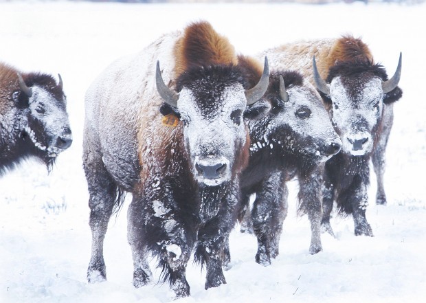 “The Higgs bison:” beasts, songs, bloops, and the creaturely deep ...