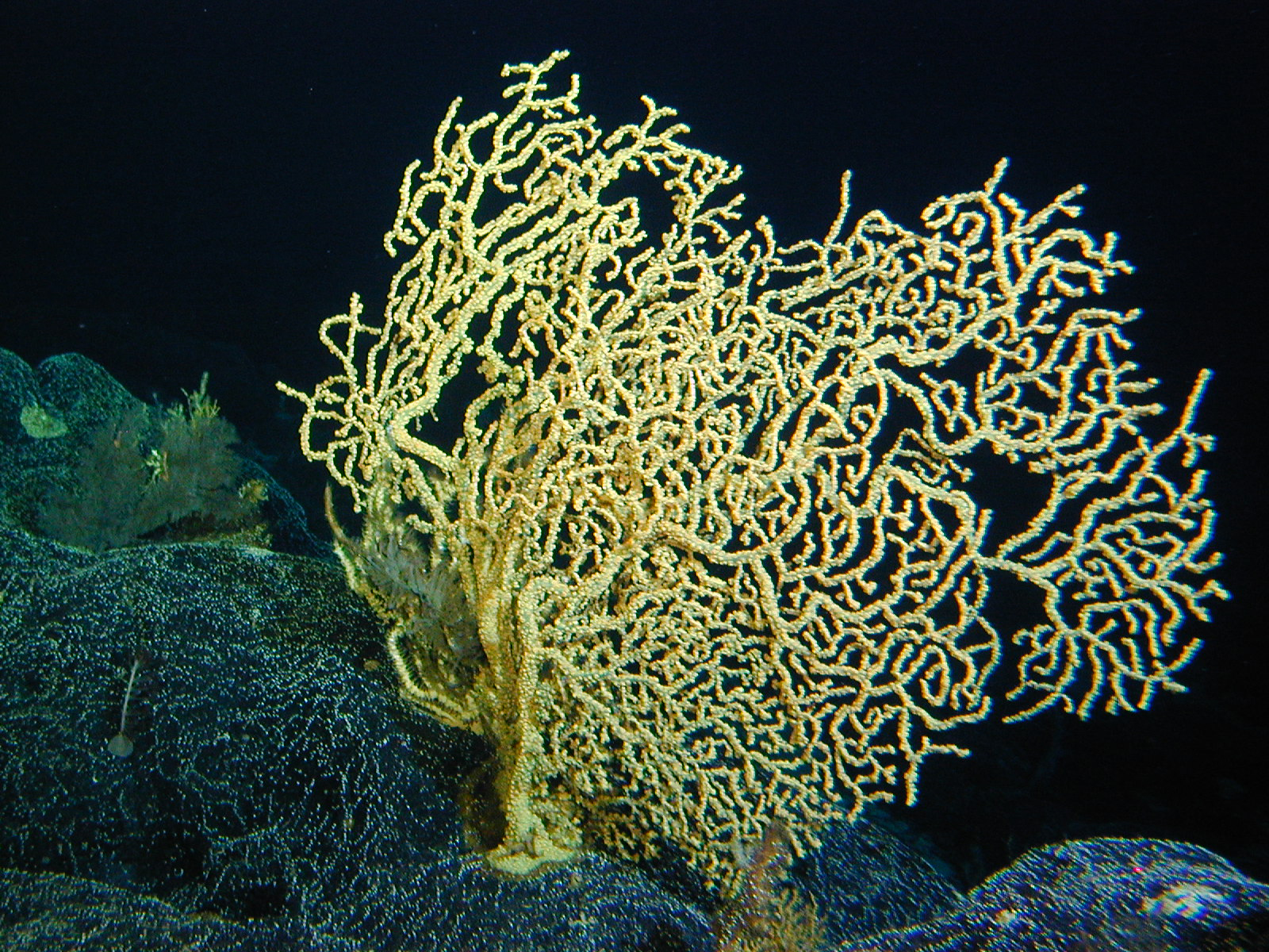 coral_yellow_big.jpg